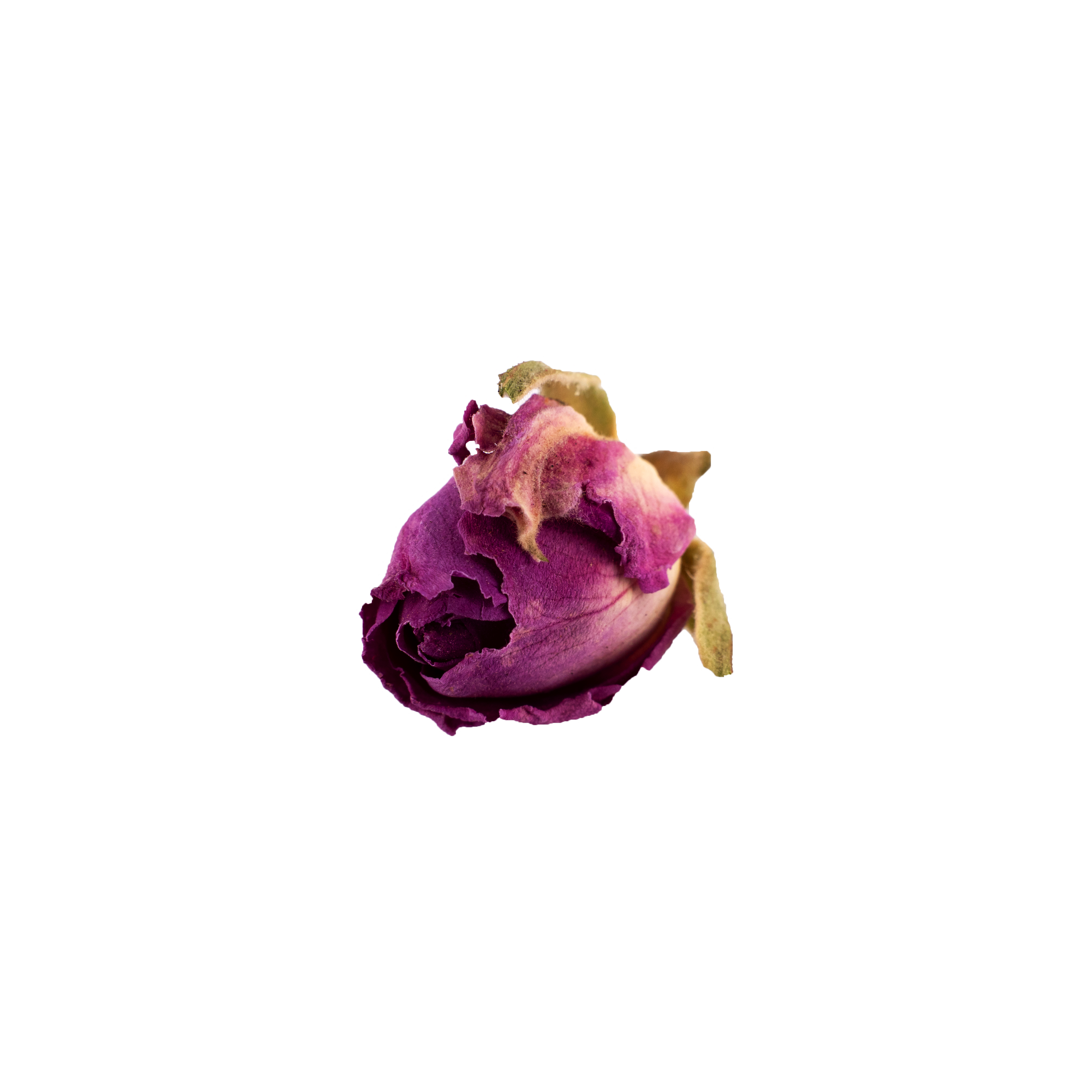 rose dried