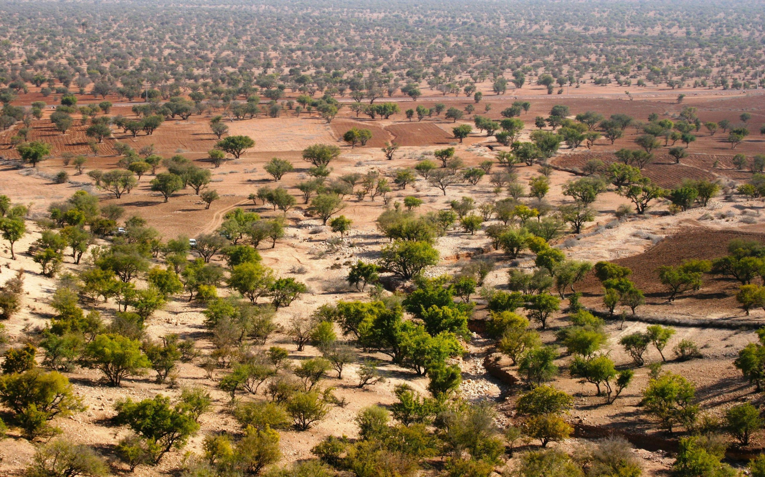 Amazigh Beauty Origin trees